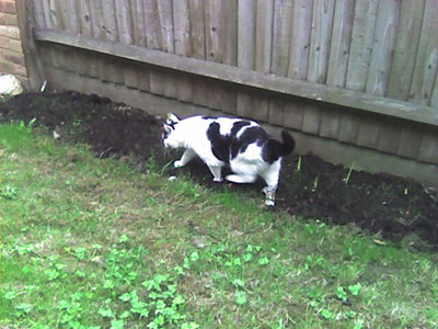 Daisy exploring the garden
